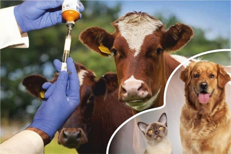 Veteriner Ürünleri