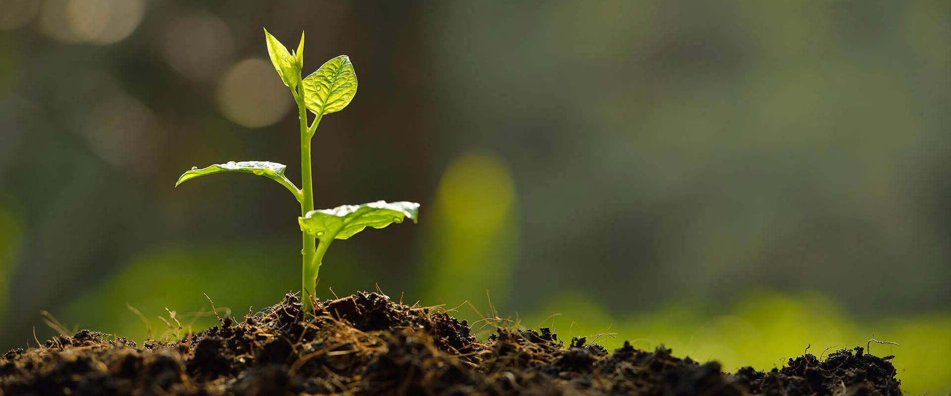 Bitki Beslemede Güvenilir Çözüm
